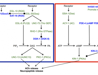 Distinct mechanisms underlie quiescence during two Caenorhabditis elegans sleep-like states