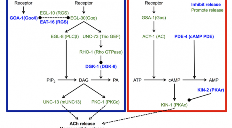 Distinct mechanisms underlie quiescence during two Caenorhabditis elegans sleep-like states